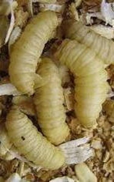 Honigmaden / Bienenmaden